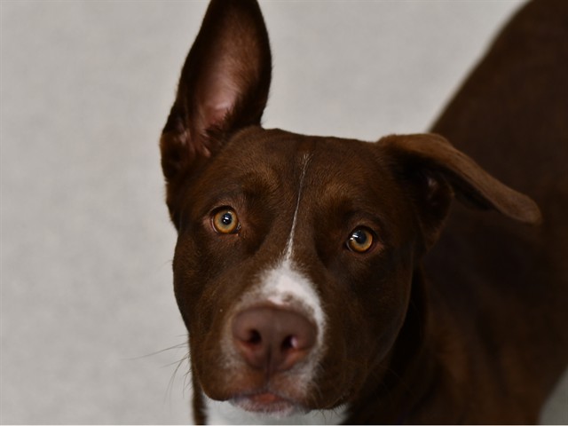 Zeus - Male - Nonspecific