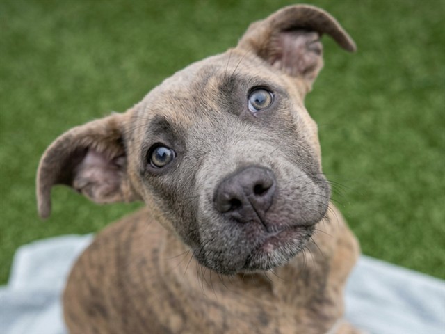 Smalls - Female - Pit Bull