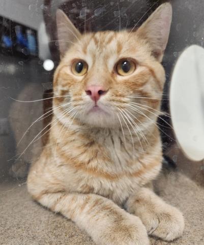 Goose - Male - Domestic SH