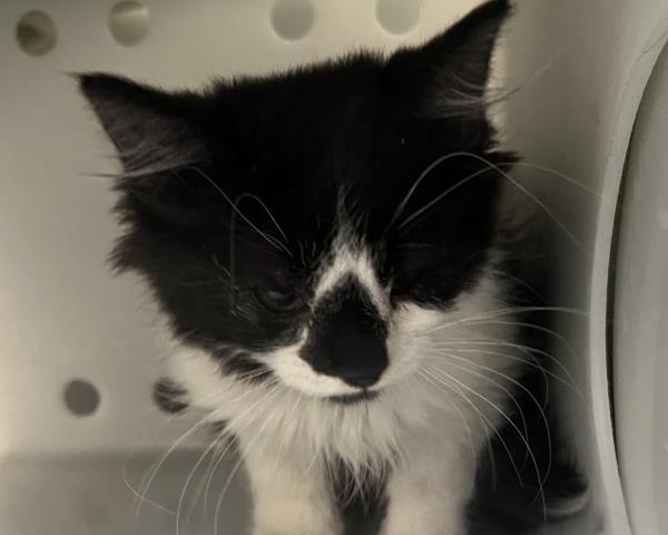 Faucet - Male - Domestic MH