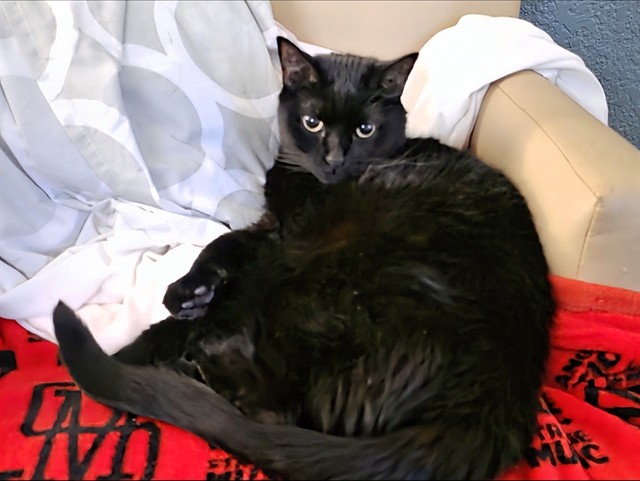 Ash - Female - Domestic SH
