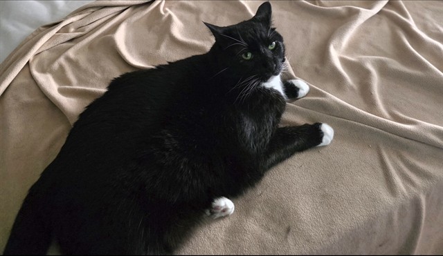 Edgar - Male - Domestic SH