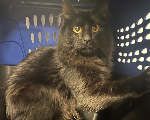 Nova - Female - Domestic MH