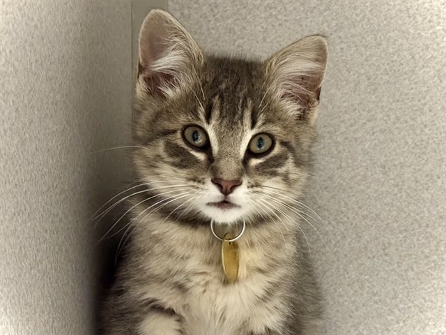 Oats - Male - Domestic SH