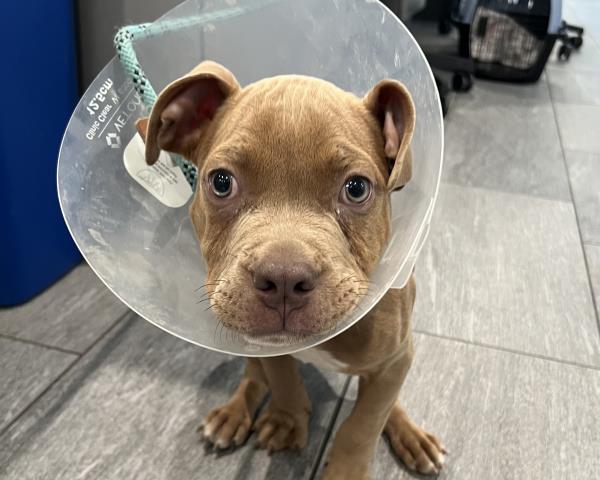 Corn Dog - Male - Pit Bull