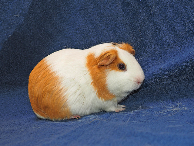 Hippo - Male - Guinea Pig