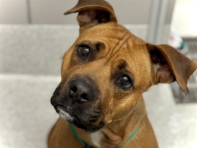 Gracie - Female - Pit Bull