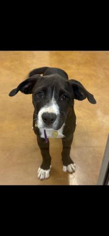 Onyx - Male - Labrador Retriever-Mix