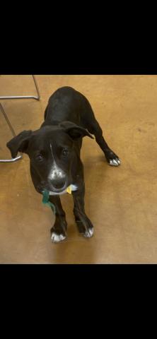 Sassy - Female - Labrador Retriever-Mix