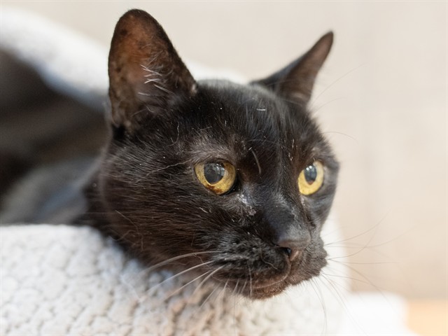 Sinclair - Male - Domestic SH