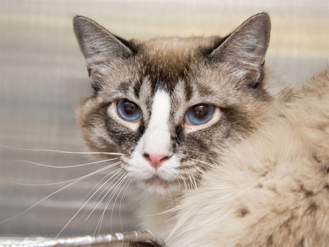 Wonder - Male - Ragdoll-Mix