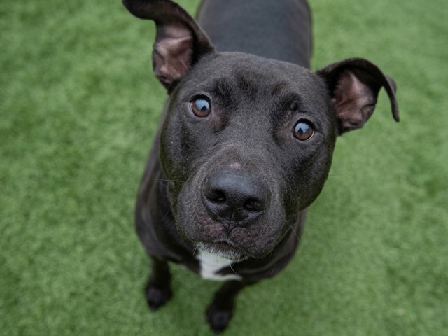 Puppy - Male - Staffordshire Bull Terrier