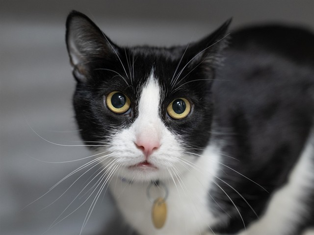Beans - Male - Domestic SH
