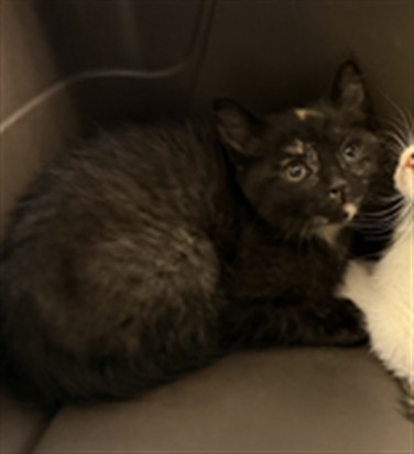 Baguette - Female - Domestic SH