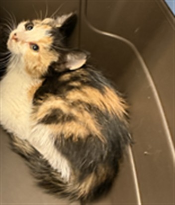 Panini - Female - Domestic SH