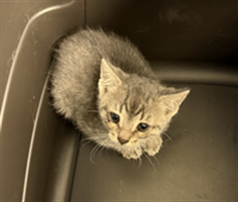 Chowder - Male - Domestic SH