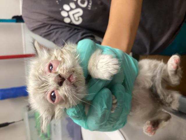 Wilma - Female - Domestic LH