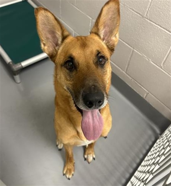 Pike - Male - German Shepherd-Mix