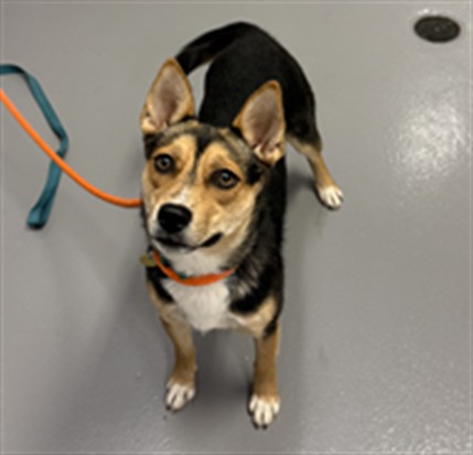 Remy - Female - Nonspecific