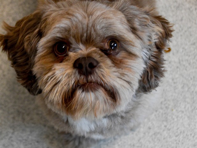 Kyro - Male - Shih Tzu
