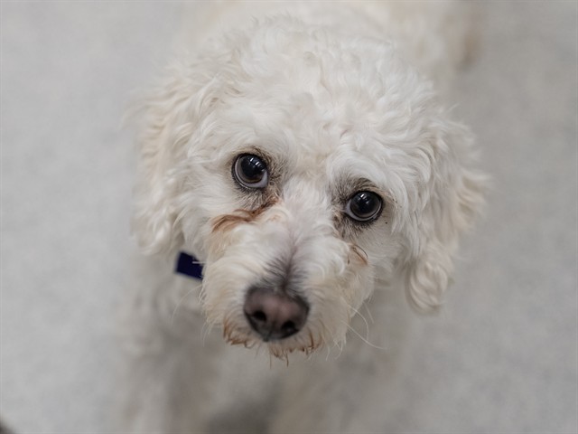 Stratus - Male - Miniature Poodle-Mix