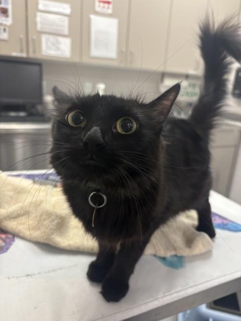 Sabrina - Female - Domestic MH