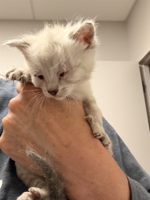 Fred - Male - Domestic LH