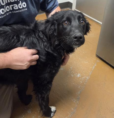  - Male - Border Collie-Mix