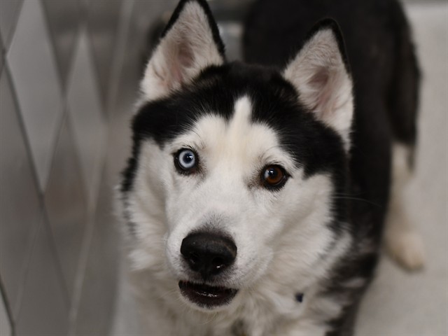 Apollo - Male - Siberian Husky