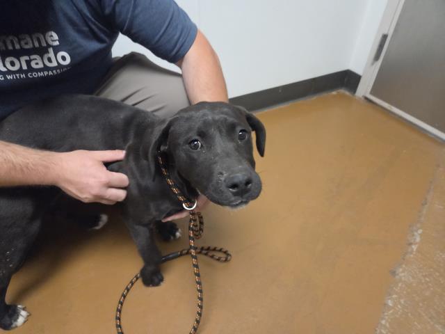  - Female - Pit Bull-Mix