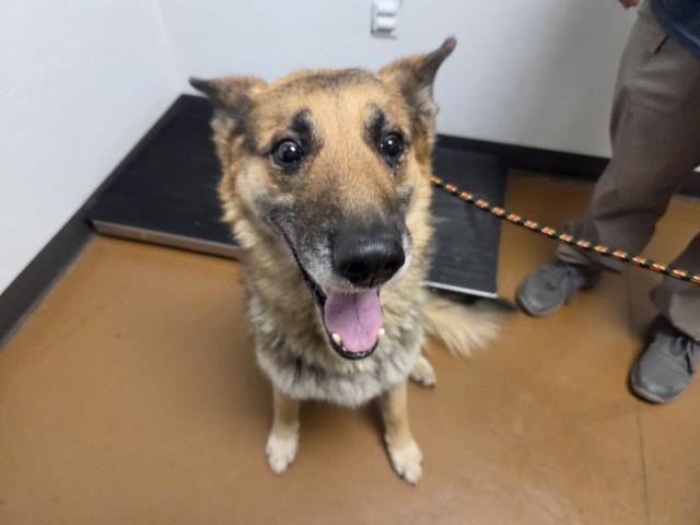  - Male - German Shepherd