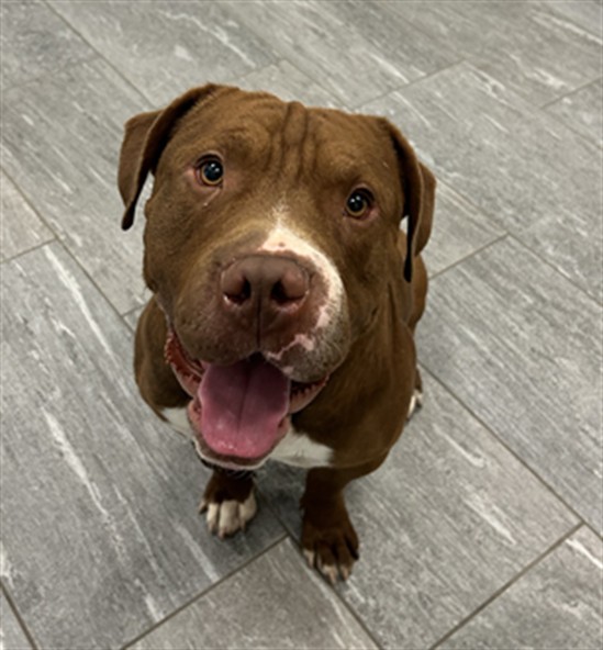 Capo - Male - Pit Bull-Mix