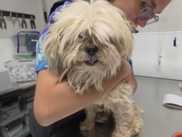 Noodles - Female - Shih Tzu-Mix