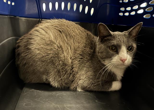 Rocky - Male - Domestic SH