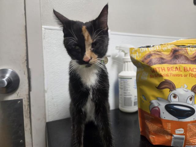 Toady - Female - Domestic SH