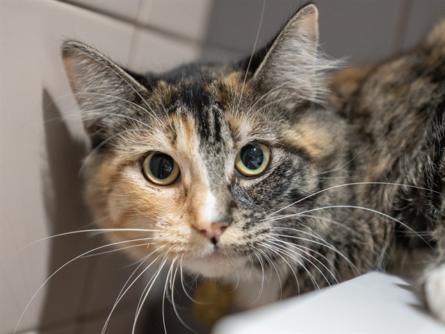 Sophia - Female - Domestic MH