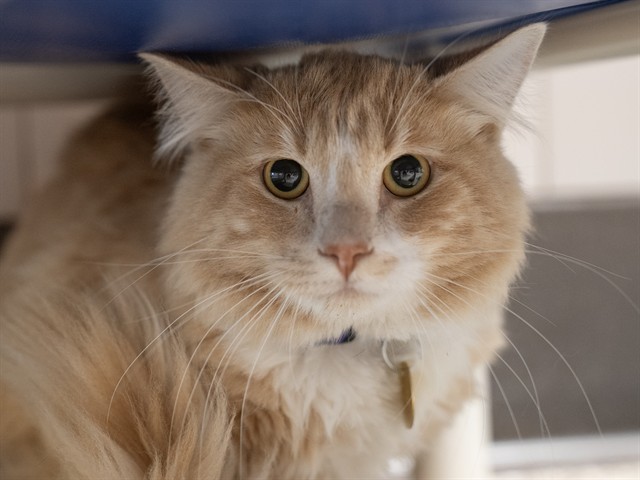 Levi - Male - Domestic MH