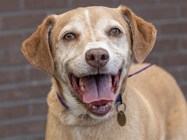 Zack - Male - Beagle-Mix