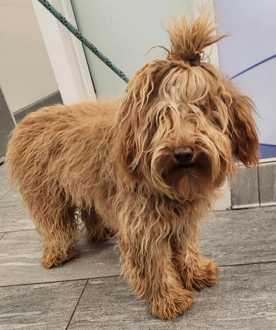 Daisy - Female - Miniature Poodle-Mix