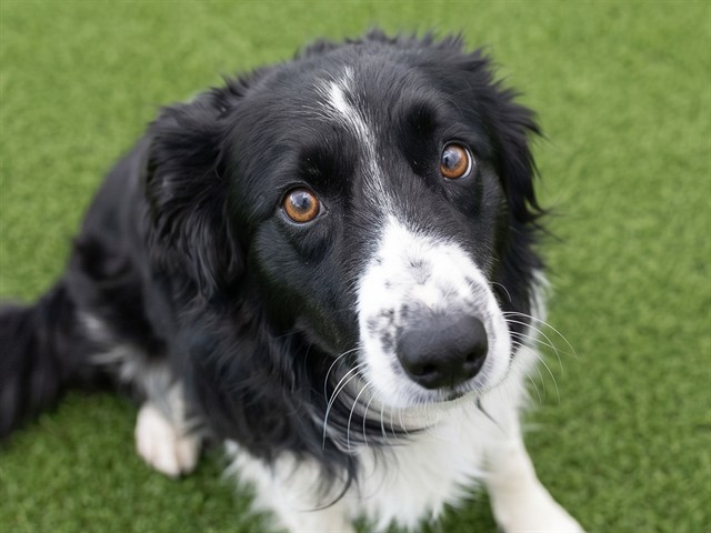 Butter - Male - Border Collie