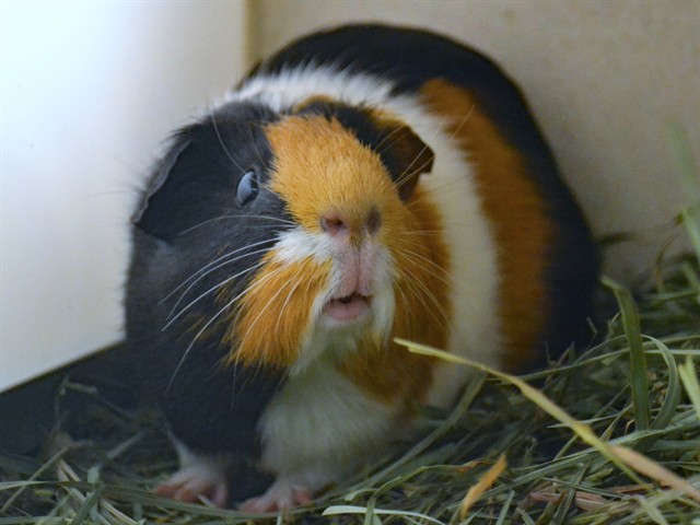 Boba - Female - Guinea Pig