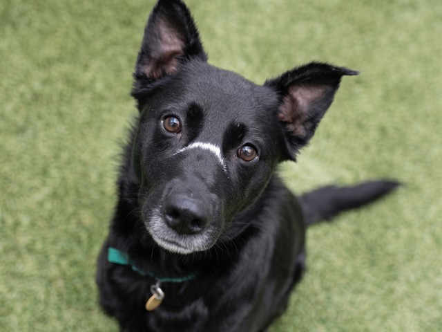 Luna - Female - Border Collie-Mix
