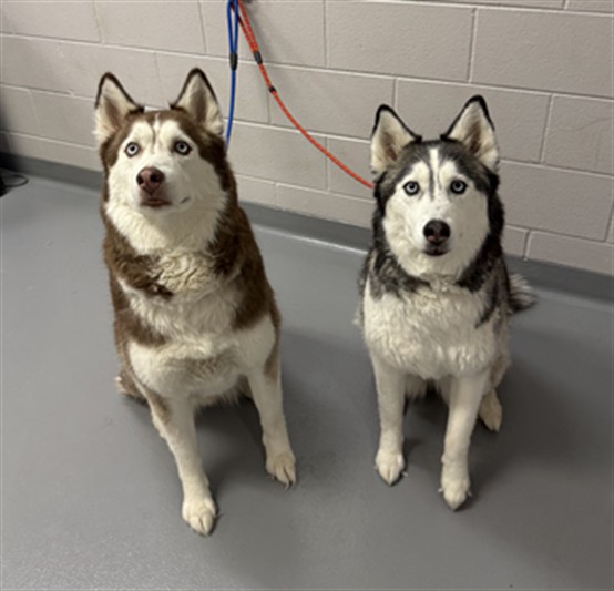 Toby - Male - Siberian Husky