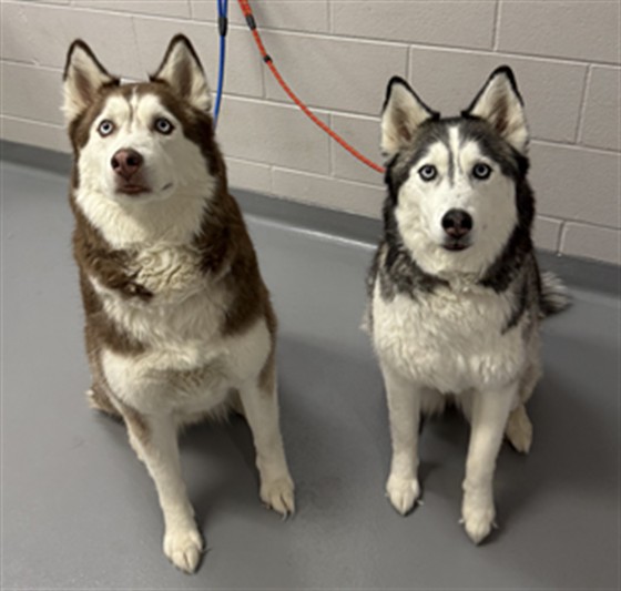 Zola - Female - Siberian Husky