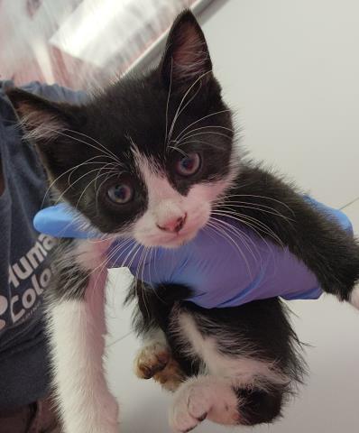 Socrates - Male - Domestic SH