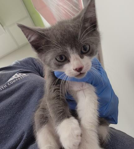 Aramis - Male - Domestic SH