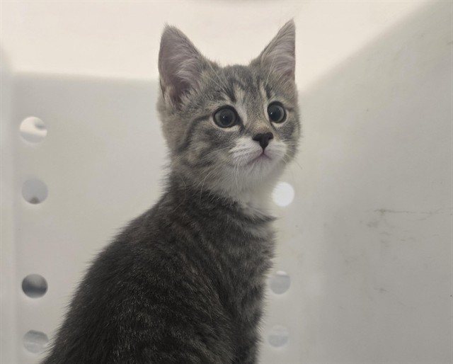  - Female - Domestic SH