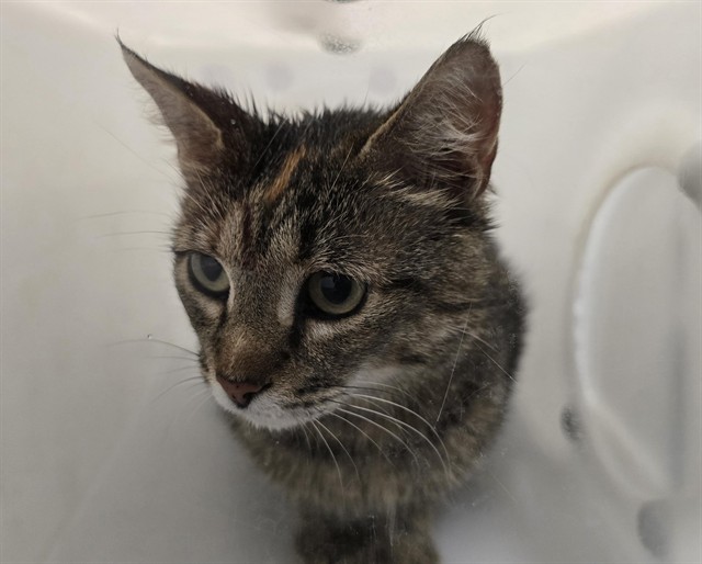  - Female - Domestic SH