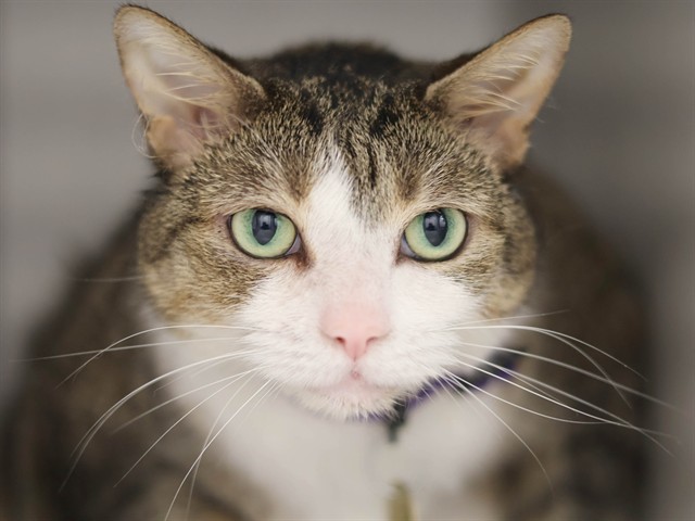 Mr Moe - Male - Domestic SH