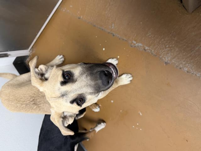 Jak - Male - Nonspecific
